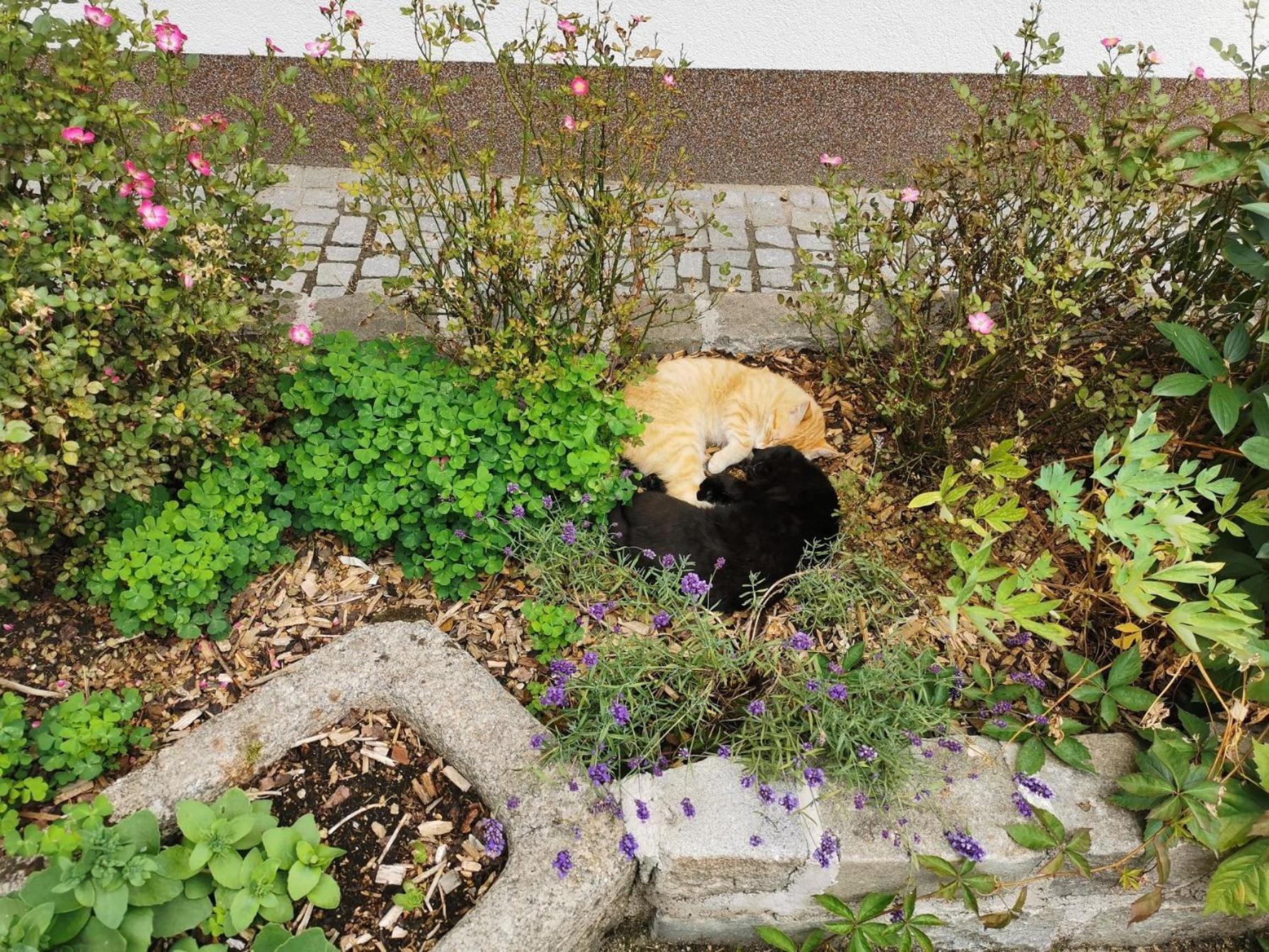Kindererlebnis- und Biobauernhof Hipp-Bruckner Wornharts Exterior foto